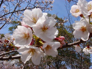 桜花びら