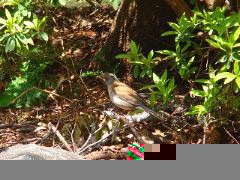 なぞの鳥現る