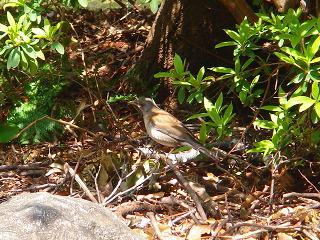 なぞの鳥現る